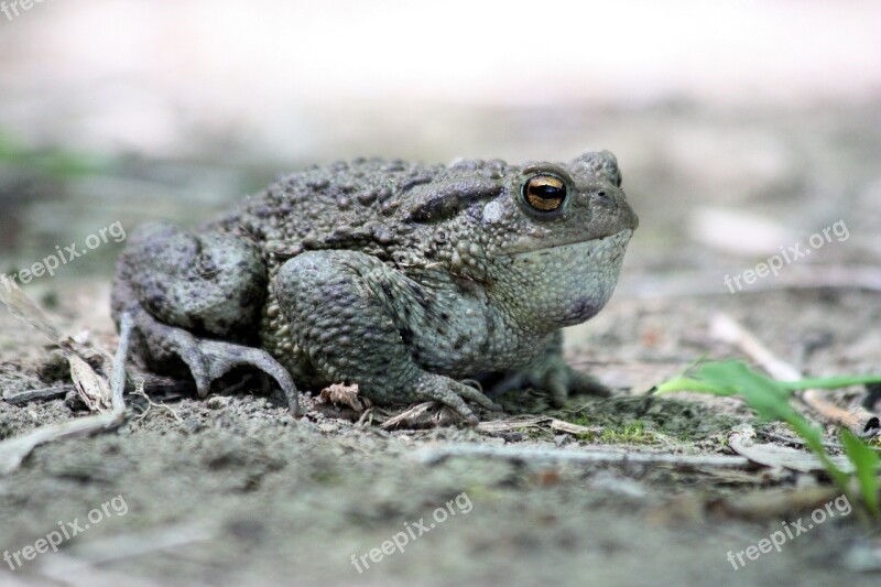 A Toad Amphibians Common Toad Nature Free Photos