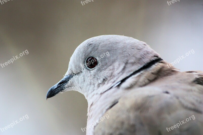 Collared Dove Dove Bird Free Photos