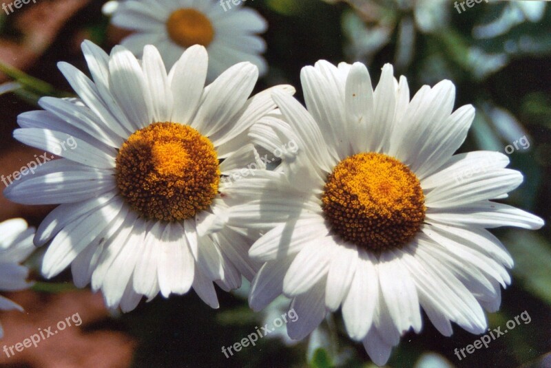 Flowers Daisies Floral Spring Daisy