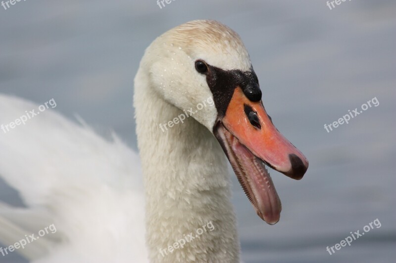 Swan Bird Water Bird Wild Birds Nature