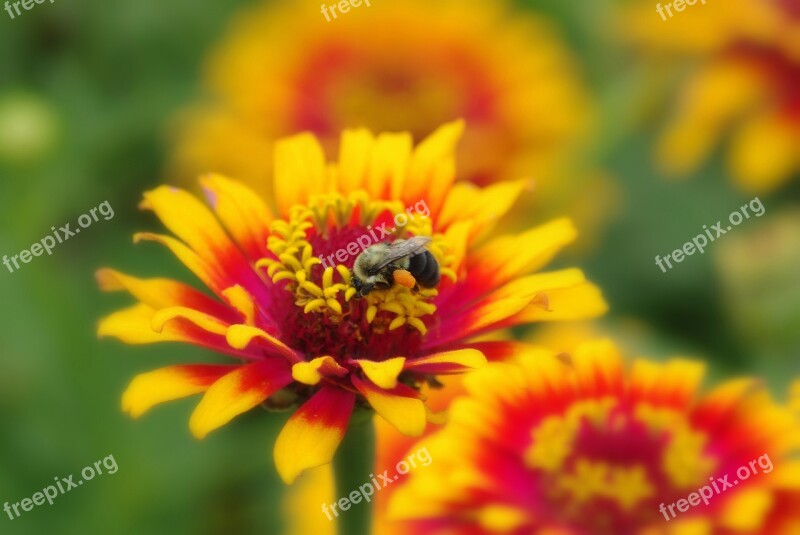 Flowers Bee Insect Spring Yellow