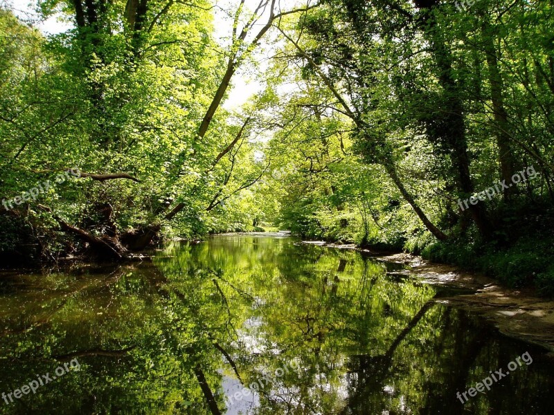 Nature River Trees Forest Outdoor