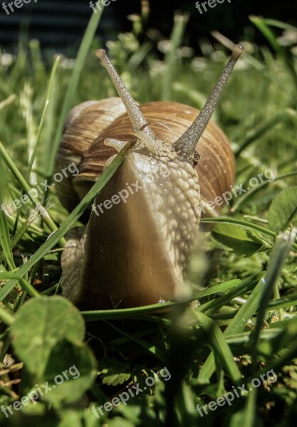 Snail Meadow Nature Garden Grass