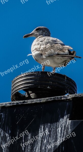 Seagull Bird Nature Flying Animal