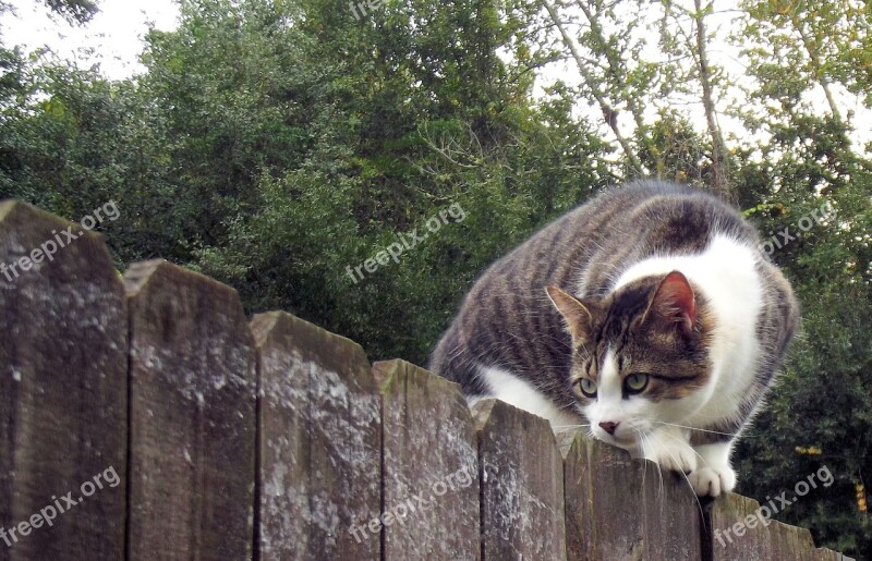 Fence Cat Animal Pet Feline