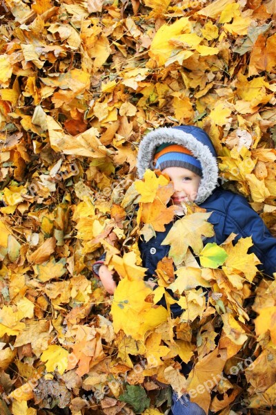 Autumn Leaves Yellow Leaves Listopad Golden Autumn