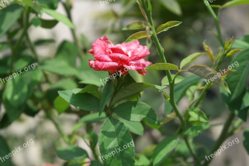 Flowers Nature Rosa Flower Plant