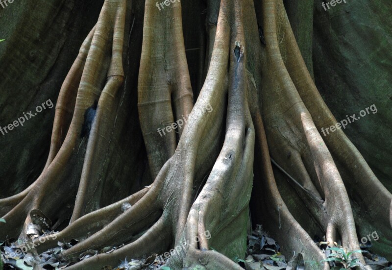 Root Tree Log Free Photos