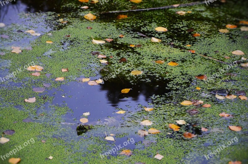 Water Natur Green Grass Plant