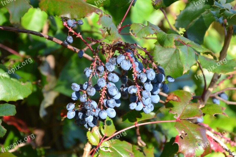 Berries Blue Ripe Fruit Plant