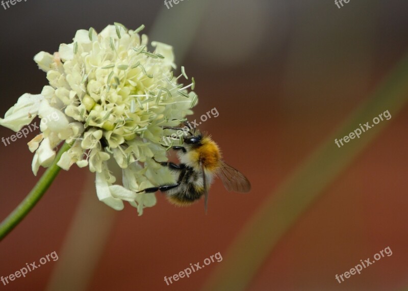 Bumblebee Bee Flower Summer Insect