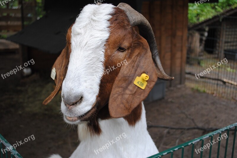 Goat Animal Zoo Farm Creature