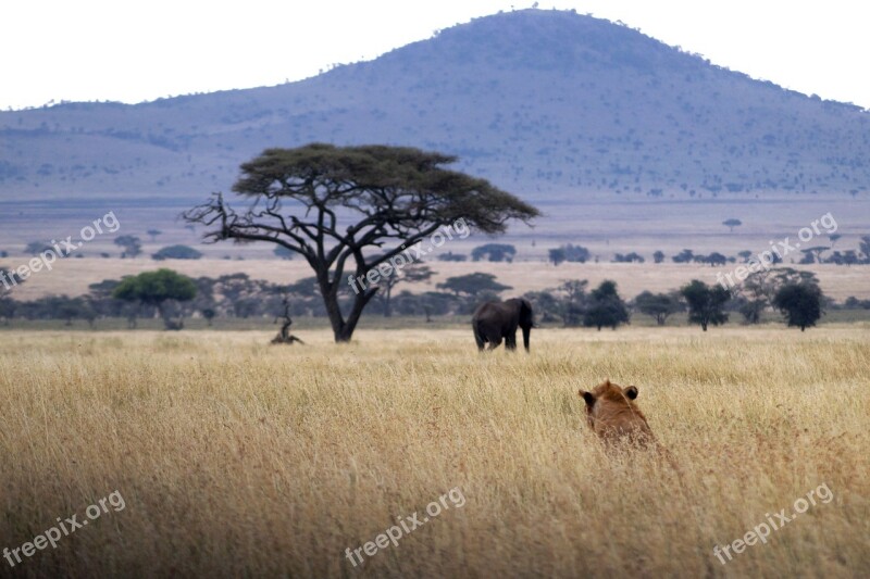 Lion Elephant Africa Stalk Safari