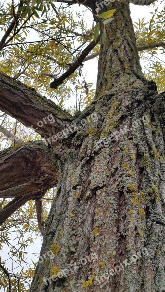 Tree Bark Old Autumn Structure