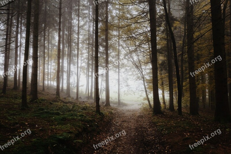 Forest Away Morning Trees Nature