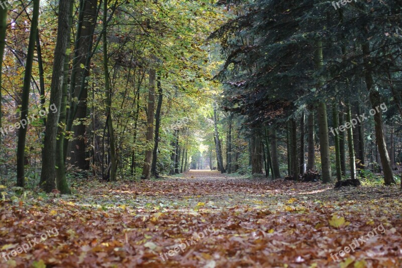 Autumn Leaves Colors Veluwe Forest