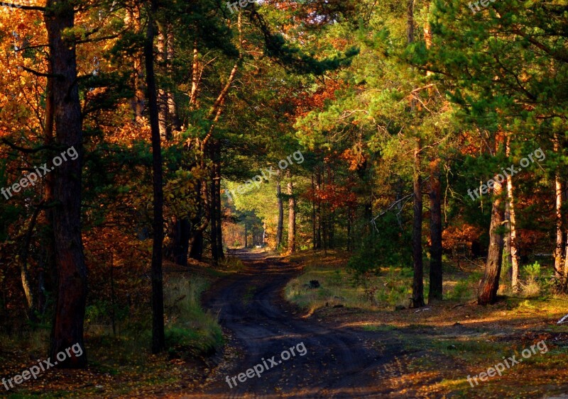 Way Forest Tree Relaxation Autumn