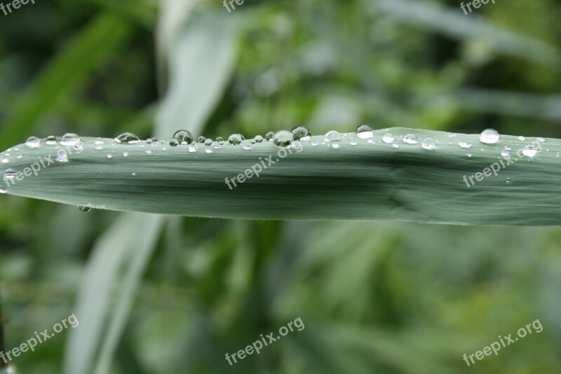 Grass Drop Water Field Meadow