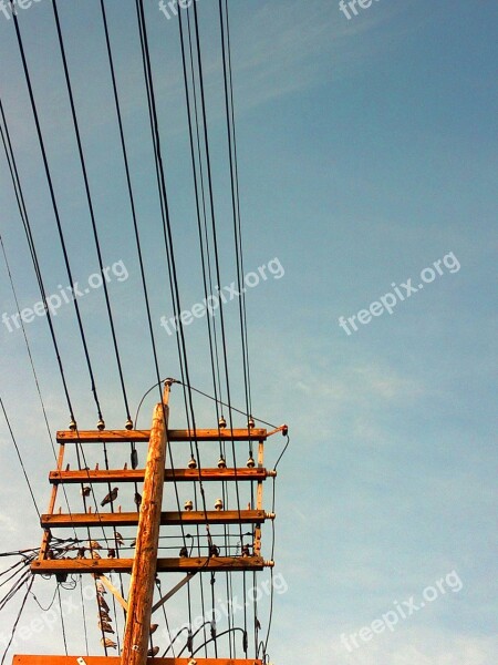 Bird Wires Sky Line Blue