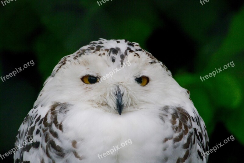 Owl Birds Bird Of Prey Wildlife Park Animal World