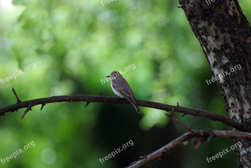 Bird Nature Animal Green Ornithology