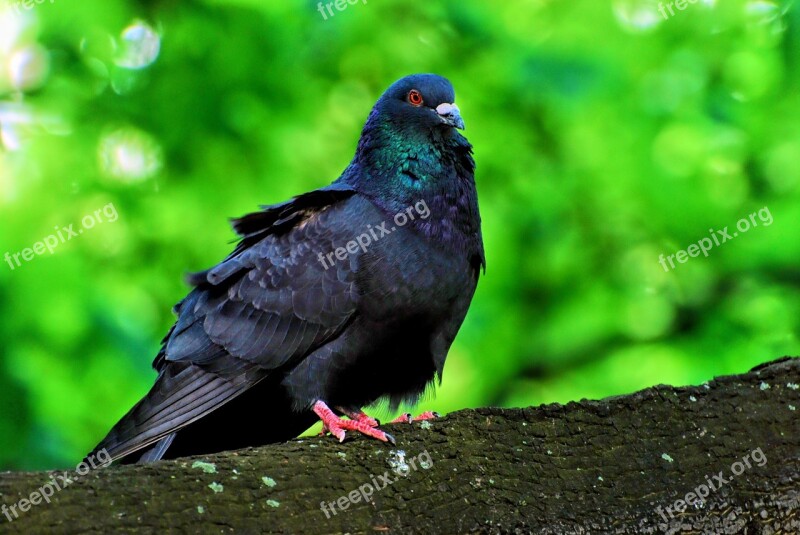 Bird Nature Dove Nature Free Photos