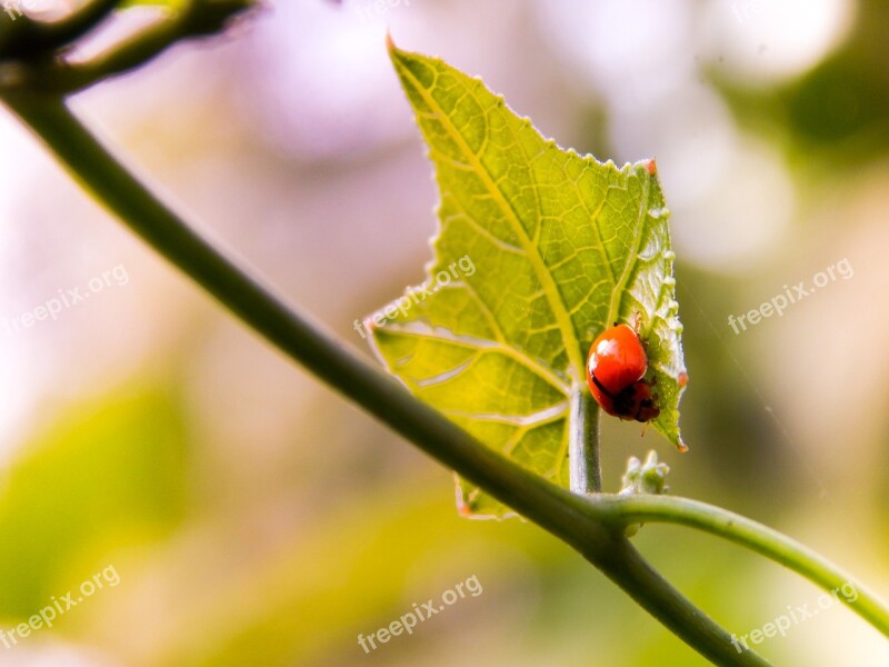 Ladybird Insect Nature Bug Green