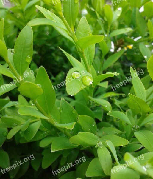 Boxwood Green Drip Plant Drop Of Water