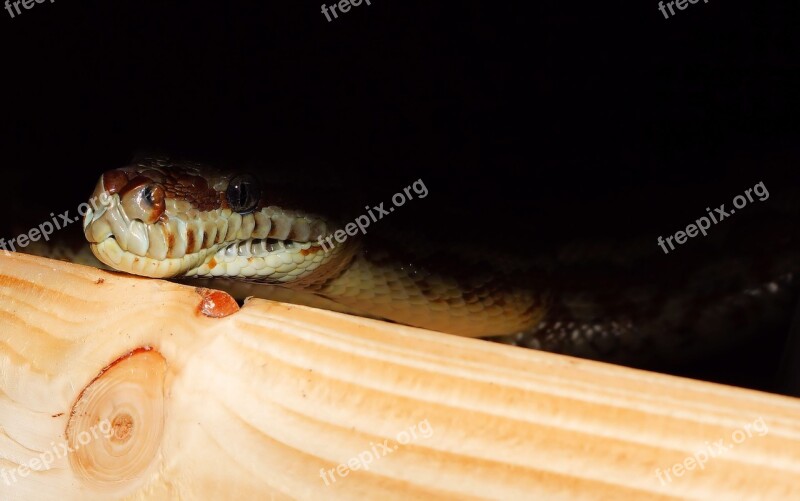 Snake Python Carpet Python Constrictor Reptile