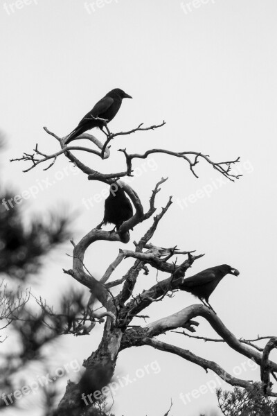 Crow Birds Winter Black Raven Bird