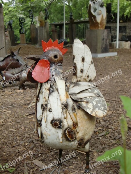 Chicken Hen Poultry Free Range Colorful