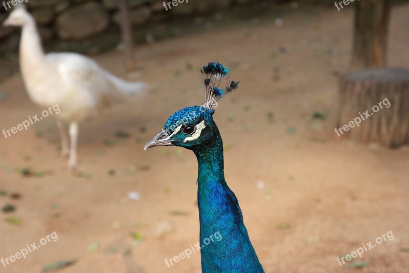 Peacock Bird Peafowl Head Animal