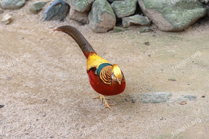 Red Golden Pheasants Chinese Pheasant Peafowl Bird Animal