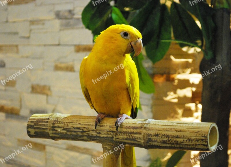 Parrot Yellow Watching Sitting Bird