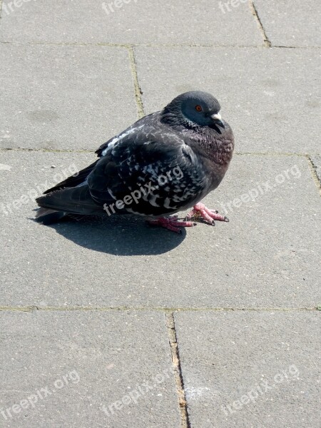 Dove Bird Animal Standing Feather