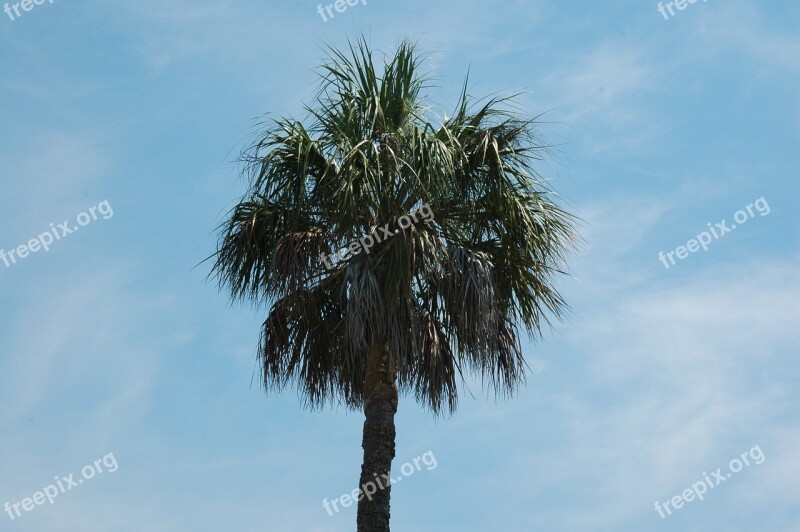 Palm Tree Blue Sky Palm Tree Tropical