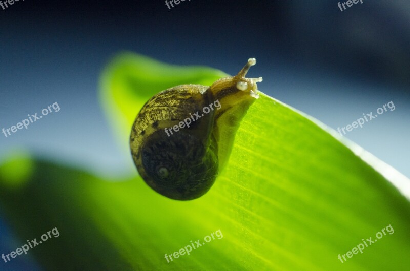 Snails Green Natural Free Photos