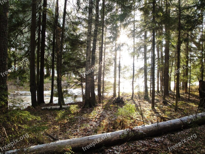 Forest Moscow Region Tree Free Photos