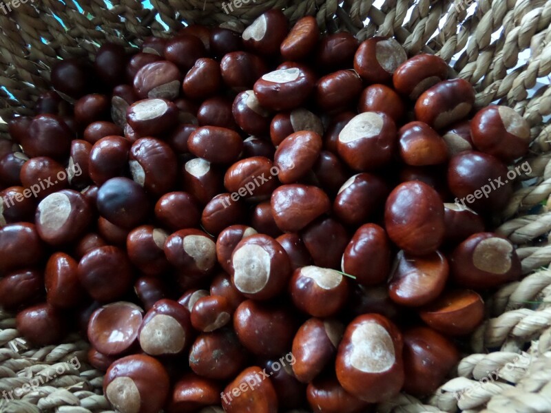 Chestnut Autumn Basket Seeds Free Photos