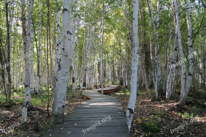 Birch Trees Path Nature Forest Trees