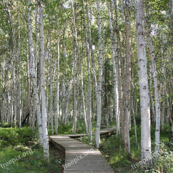 Birch Trees Creamers Field Fairbanks Path Trail