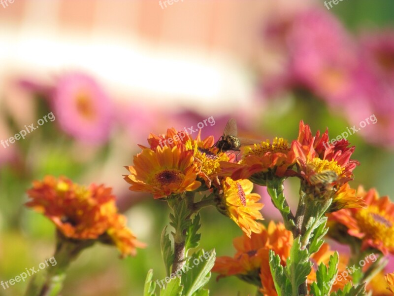 Flowers Bee Plants Flowers And Bees Chrysanthemum