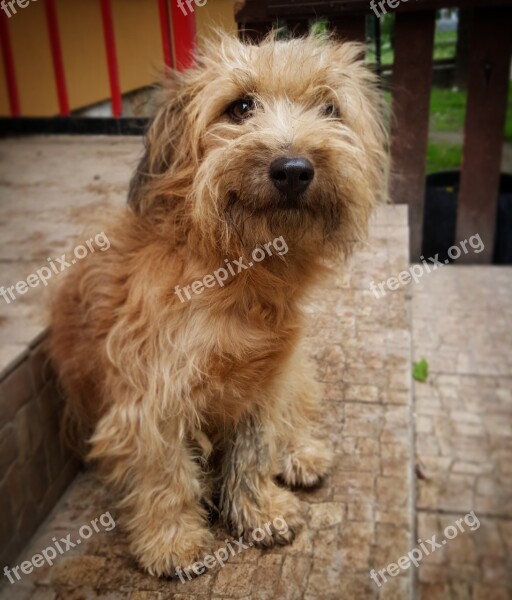 Dog Canine Canis Fur Coat French Toast