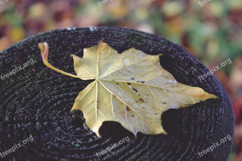 Leaf Post Wood Autumn Wooden Posts