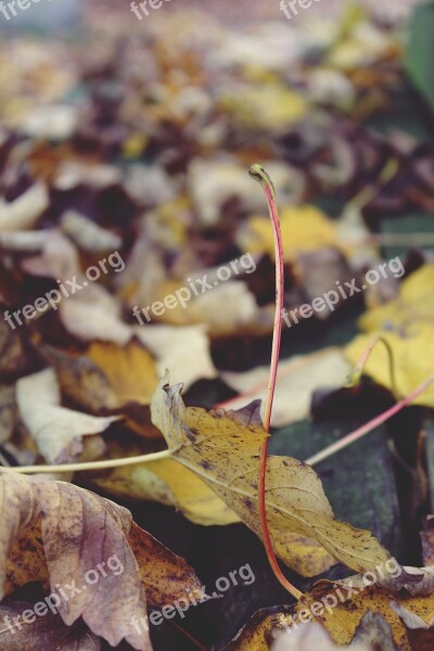 Autumn Leaves Bank Leaves In The Autumn Fall Foliage