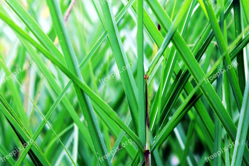 Grass Green Halm Blades Of Grass Nature