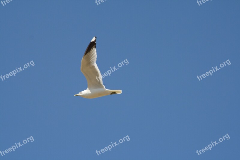 Seagull Bird Nature Birds Water