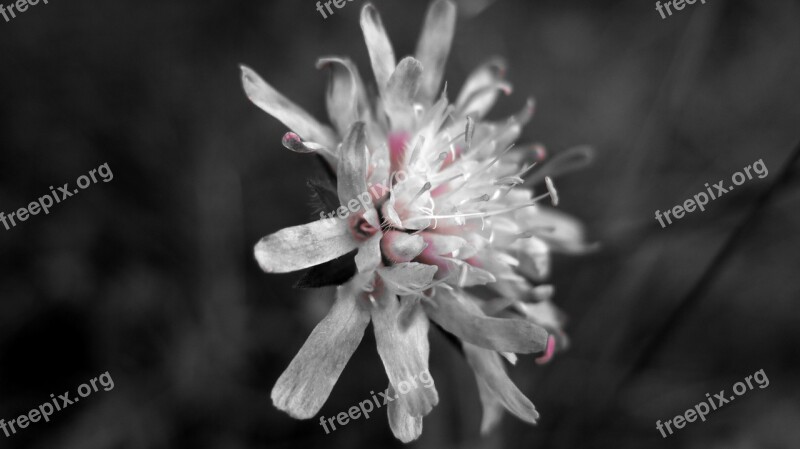 Macro Flower Black And White Closeup Petal