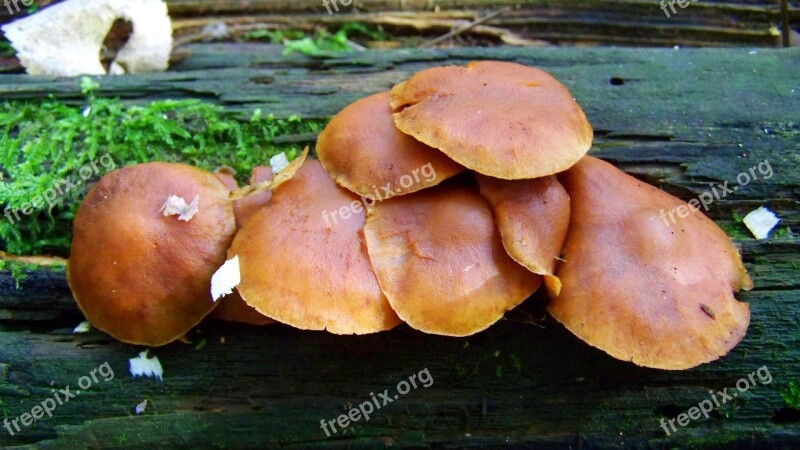 Billet Mushrooms Brown Mushroom Nature Free Photos