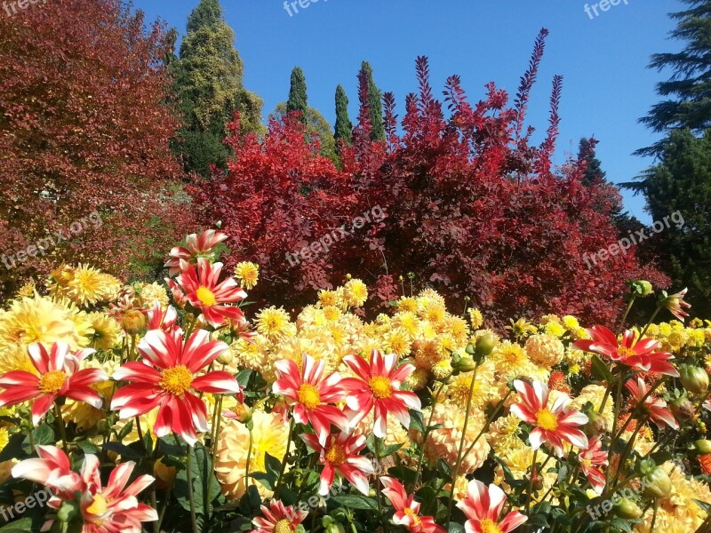 Dahlias Autumn Mainau Autumn Colours Free Photos